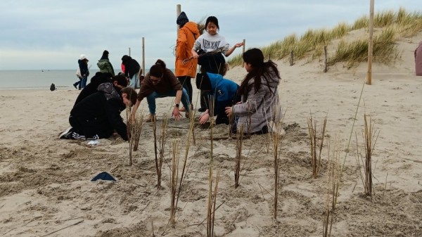 Plant mee helmgras op de Dag van de Wetenschap en bouw mee aan onze natuurlijke kustbescherming